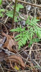 Sceptridium dissectum