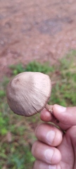 Panaeolus