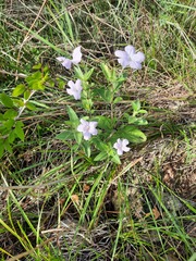 Ruellia humilis
