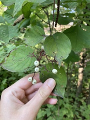 Cornus drummondii