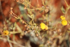 Chrysocephalum pterochaetum