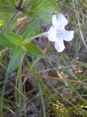 Ruellia humilis