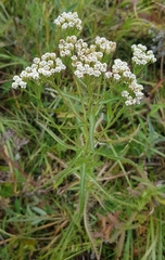 Achillea alpina