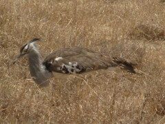 Ardeotis kori