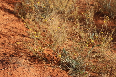 Chrysocephalum pterochaetum