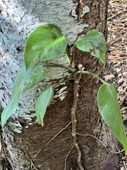 Epipremnum aureum