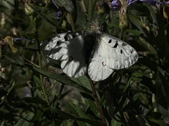 Parnassius smintheus