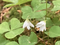 Oxalis trilliifolia