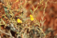 Chrysocephalum pterochaetum