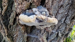 Phellinus igniarius