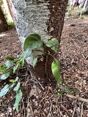 Epipremnum aureum