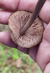 Panaeolus