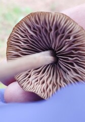 Panaeolus