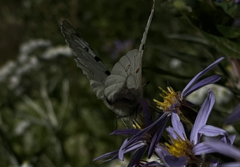 Parnassius smintheus