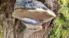 Phellinus igniarius