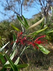 Grevillea oleoides
