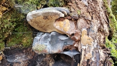 Phellinus igniarius