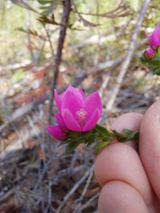 Boronia serrulata