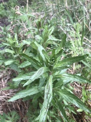 Epilobium billardiereanum