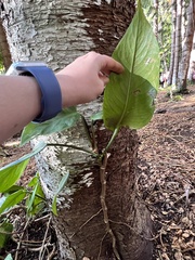 Epipremnum aureum