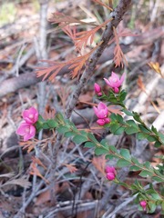 Boronia serrulata