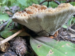 Hydnellum aurantiacum