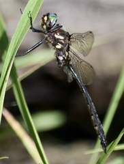 Somatochlora walshii