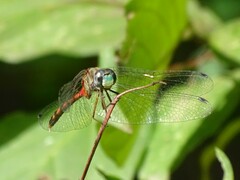 Sympetrum ambiguum