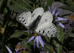 Parnassius smintheus