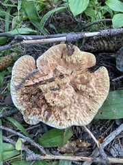 Hydnellum aurantiacum