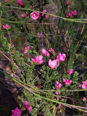 Boronia serrulata