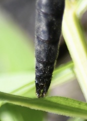 Somatochlora walshii