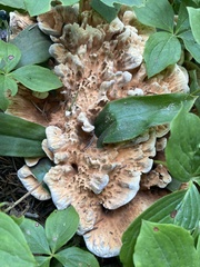 Hydnellum aurantiacum