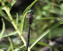 Somatochlora walshii