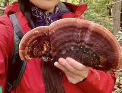 Ischnoderma resinosum