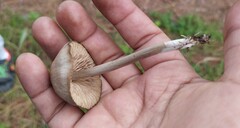 Panaeolus