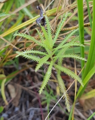 Achillea alpina