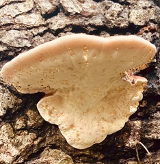 Ischnoderma resinosum