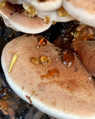 Ischnoderma resinosum