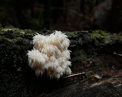 Hericium