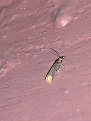 Eucosma ochroterminana