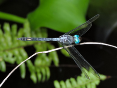 Micrathyria schumanni