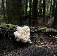Hericium