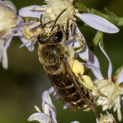 Colletes compactus