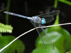 Micrathyria schumanni