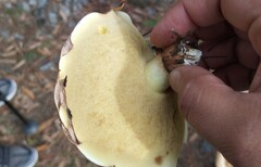Suillus brevipes