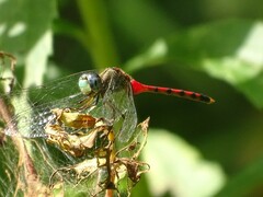 Sympetrum ambiguum