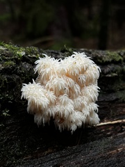 Hericium