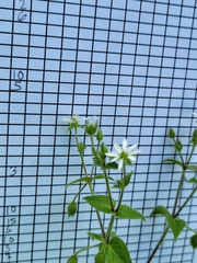 Stellaria aquatica