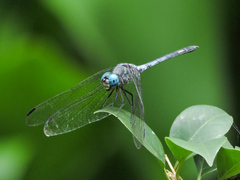 Micrathyria schumanni